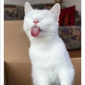 Meet your Posher, Alison